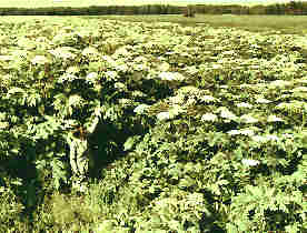 Урожай борщевика - фото (11k)