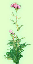 Serratula coronata L., 
Серпуха венценосная - рис.2 (5k)